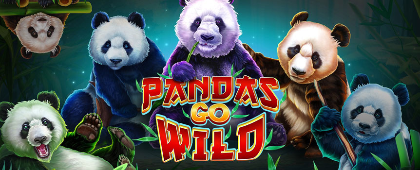 Bring your party into a peaceful bamboo forest to watch Pandas Go Wild.