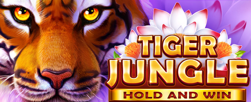Explore the Jungle today with Tiger Jungle: Hold and Win - where Free Spins, Re-Spins and huge Pay-outs up to 5,000x your stake can be found!